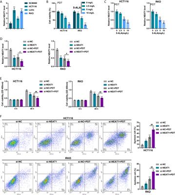 A Novel Mechanism of the c-Myc/NEAT1 Axis Mediating Colorectal Cancer Cell Response to Photodynamic Therapy Treatment